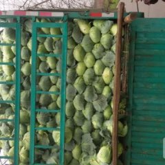 君山广兴袁帅3月东升平包甘蓝