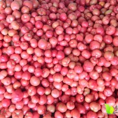 2015凉州西红柿走过路过不要错过