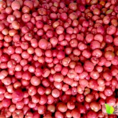 甘肃凉州粉达利西红柿早买早赚