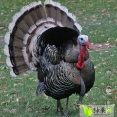 沭阳鸡著名品牌,胡集顾先生诚信合作