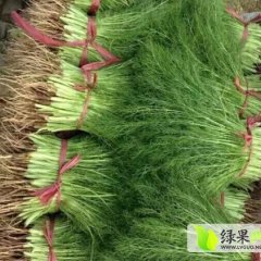 河北永年茴香苗 王先生诚信合作