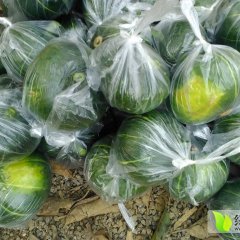 南宁日本小南瓜南瓜刚开始上市货不少