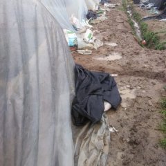 湖北宜城黑美人嫁接瓜苗西瓜种子