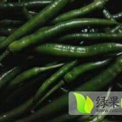 合浦常乐温先生4月线椒辣椒