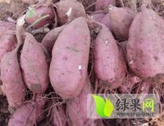2015宜城红薯今年价格有看点
