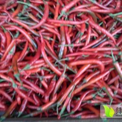 雷州南兴孙生3月羊角椒红辣椒
