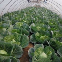 河北玉田中甘21甘蓝何去何从