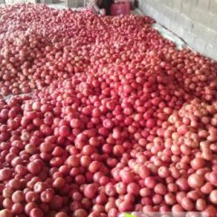 山东费县硬粉西红柿香甜可口