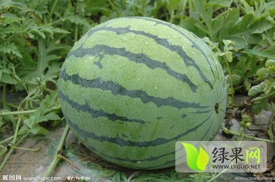 2015年河南夏邑8424西瓜价格