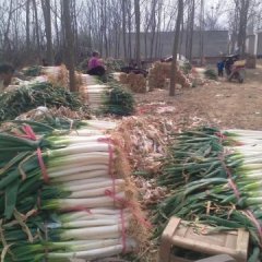 2021新野大葱诚信合作粗细分拣