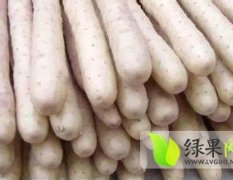 小白嘴白山药价格