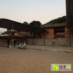 云南开远白皮黄心洋芋土豆营养丰富