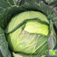 湖北沙洋苞菜甘蓝名优产品