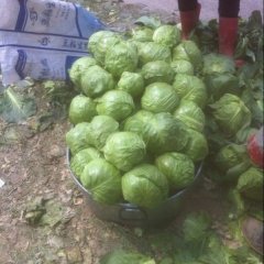 金乡鸡黍李海彬大量供应 中甘21甘蓝