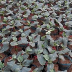 瓦房店三台何明阳4月锦王瓜苗西瓜