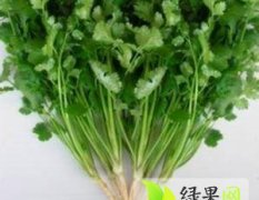 河北香河蔬菜李庄 3月大叶香菜