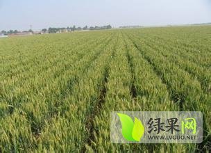 山东肥城冬小麦长势喜人、欢迎预定！