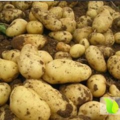 滕州大量3模，2模及陆地土豆5月1号上市