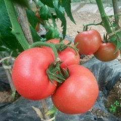 南票西红柿产销两旺金星吕影诚信合作