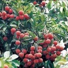 2015琼山荔枝俏销大江南北