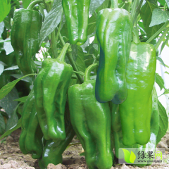 泉州黄皮尖椒上市