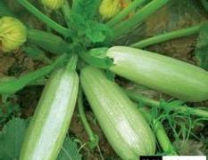 东昌府沙镇刘荣3月碧玉西葫芦