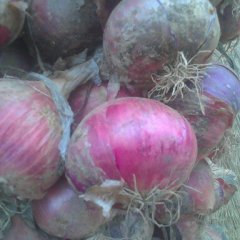 昌乐洋葱品质优良