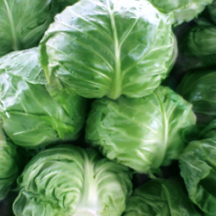 山东金乡甘蓝上市中甘21、8398