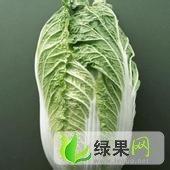 莘县白菜本地交通便利,免费食宿