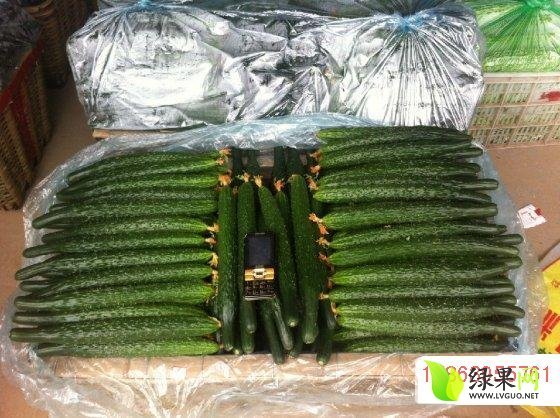2015年山东兰陵德瑞特721黄瓜价格