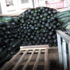 荆州两湖本人常年收购或代销冬瓜