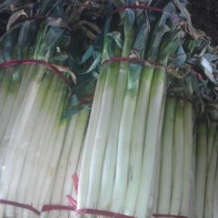 2015安丘大葱再不来就没机会了！