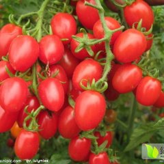 莘县圣女果产销两旺,魏庄王先生诚信合作