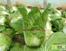 鲁西最大的瓜果蔬菜生产基地大白菜