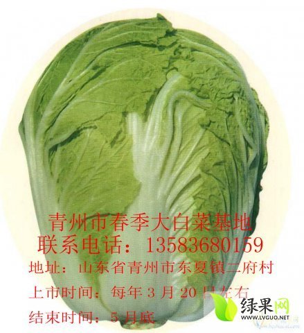 2015年山东青州菊锦春白菜价格