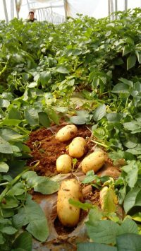 山东肥城荷兰十五土豆香甜可口