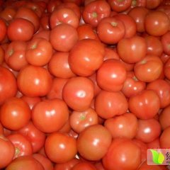 辽宁灯塔硬粉西红柿口感爽口