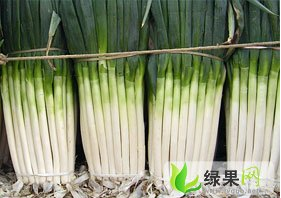 春季章丘大葱马上就要开始大量上市