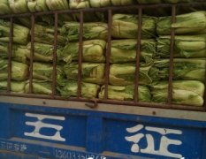 河北乐亭北京新三号白菜品质优良