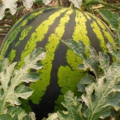 盈江太平刘顺福4月甜王系列西瓜