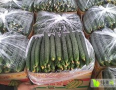 新乡无公害蔬菜基地大量供应大棚黄瓜