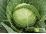 山东泗水中甘11号甘蓝上货量大