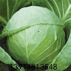 沛县甘蓝品质优良,张李韩方沛诚信合作