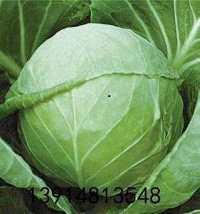 2015年江苏沛县8398甘蓝价格