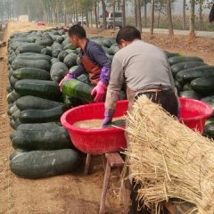 沁阳柏香范军伟6月子弹头黑皮冬瓜