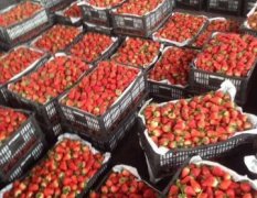 邳州草莓是名优特产港上梅景诚信合作