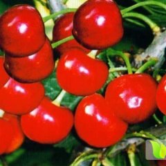 沂源燕崖王亮3月早大果樱桃