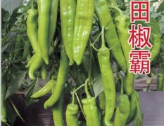 高产耐储运大果型羊角椒辣椒种子—丰田椒霸