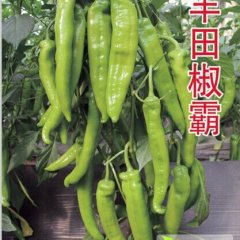 高产耐储运大果型羊角椒辣椒种子—丰田椒霸