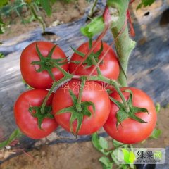 荷兰进口精品粉果西红柿种子—爱妃7号